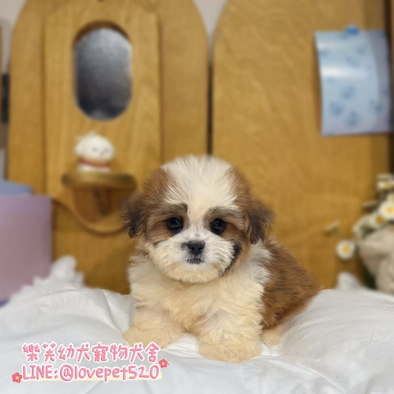 西施犬-樂芙幼犬寵物犬舍-台中犬舍,合法犬舍,犬舍推薦,推薦犬舍,買狗推薦,專業犬舍,優良犬舍