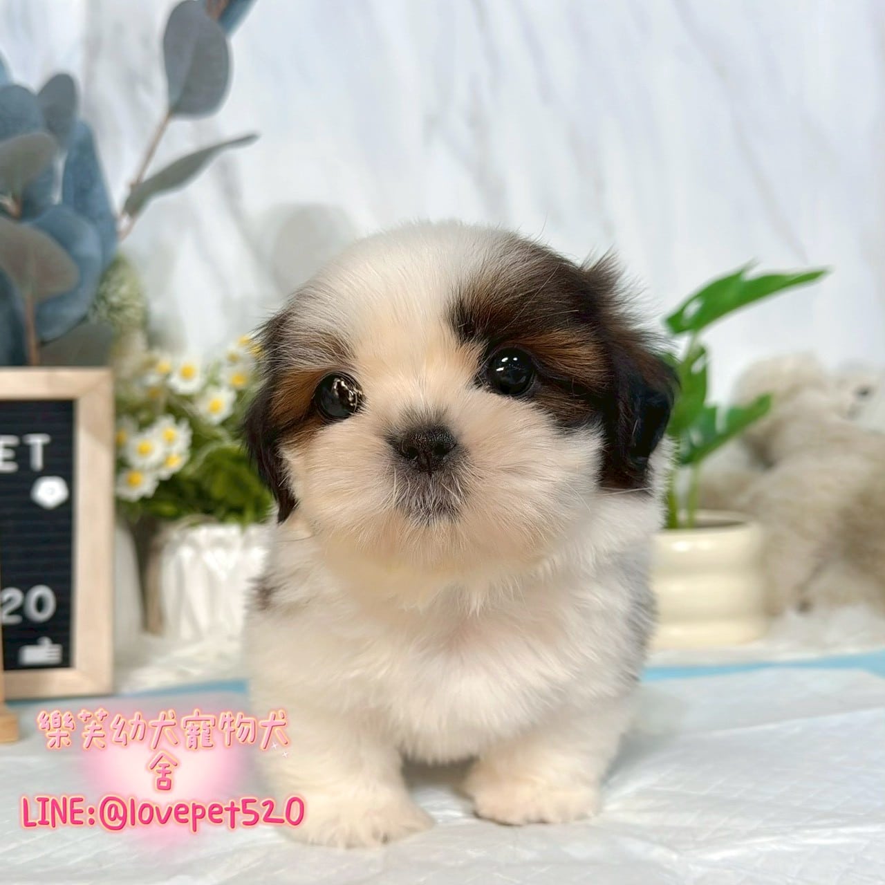 西施犬-樂芙幼犬寵物犬舍-台中犬舍,合法犬舍,犬舍推薦,推薦犬舍,買狗推薦,專業犬舍,優良犬舍