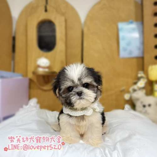 西施幼犬-樂芙犬舍