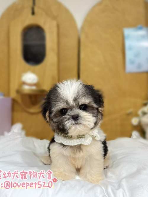 西施犬-樂芙幼犬寵物犬舍-台中犬舍,合法犬舍,犬舍推薦,推薦犬舍,買狗推薦,專業犬舍,優良犬舍