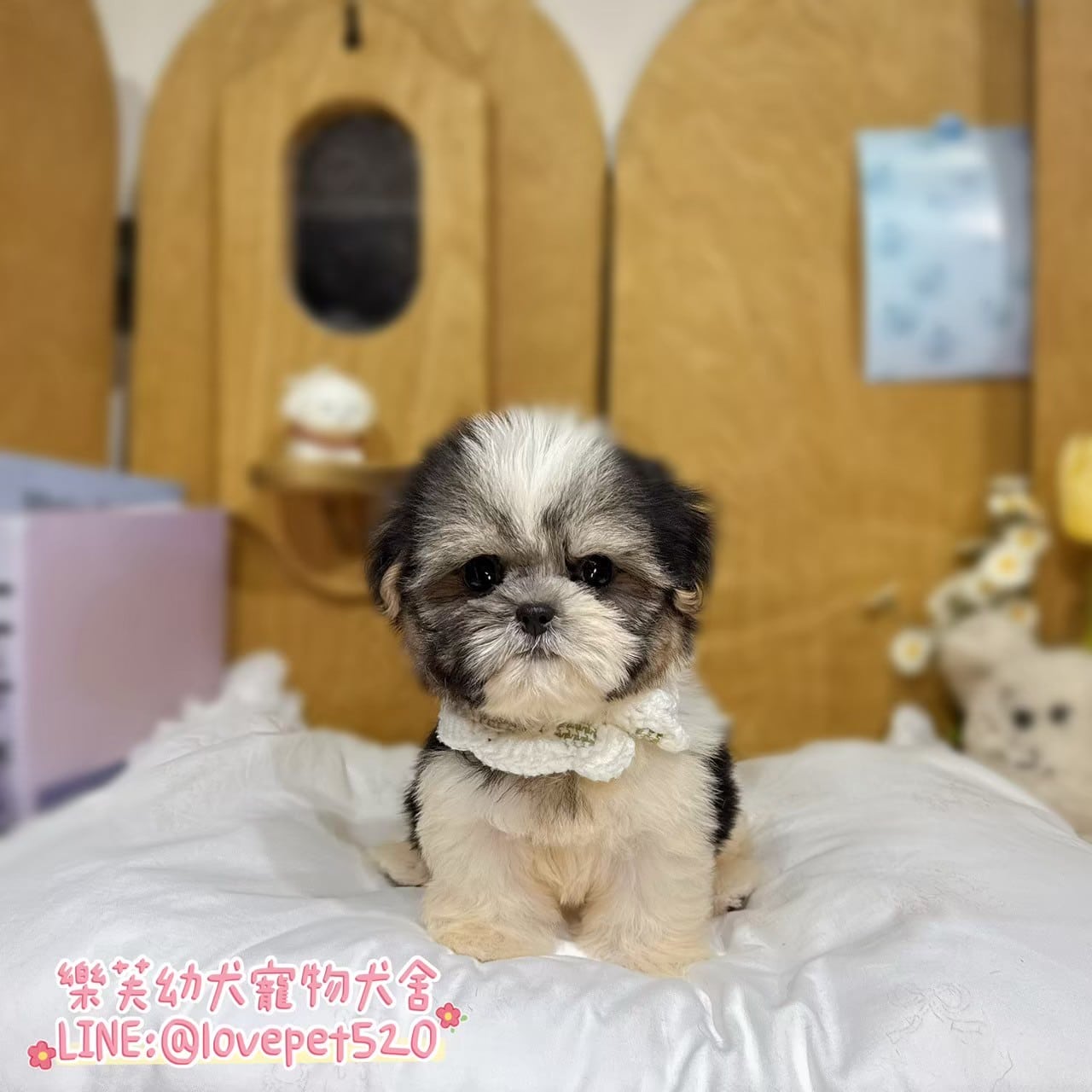 西施犬-樂芙幼犬寵物犬舍-台中犬舍,合法犬舍,犬舍推薦,推薦犬舍,買狗推薦,專業犬舍,優良犬舍