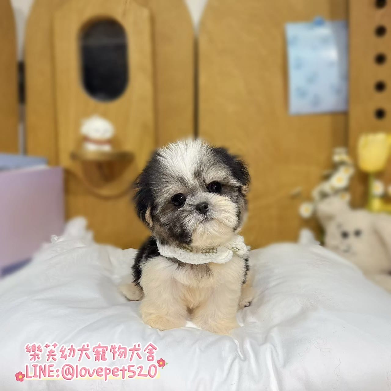 西施犬-樂芙幼犬寵物犬舍-台中犬舍,合法犬舍,犬舍推薦,推薦犬舍,買狗推薦,專業犬舍,優良犬舍
