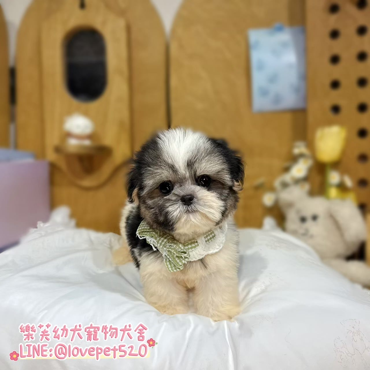 西施犬-樂芙幼犬寵物犬舍-台中犬舍,合法犬舍,犬舍推薦,推薦犬舍,買狗推薦,專業犬舍,優良犬舍
