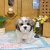 西施犬-樂芙幼犬寵物犬舍-台中犬舍,合法犬舍,犬舍推薦,推薦犬舍,買狗推薦,專業犬舍,優良犬舍 西施犬-樂芙幼犬寵物犬舍-台中犬舍,合法犬舍,犬舍推薦,推薦犬舍,買狗推薦,專業犬舍,優良犬舍