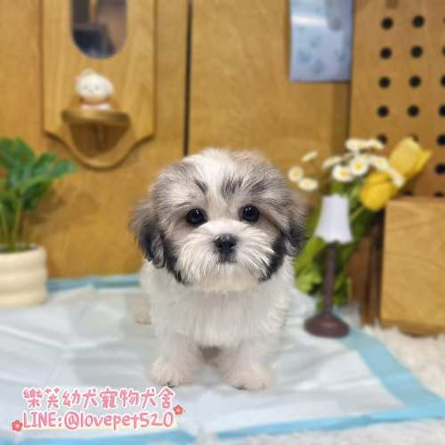 西施幼犬-樂芙犬舍