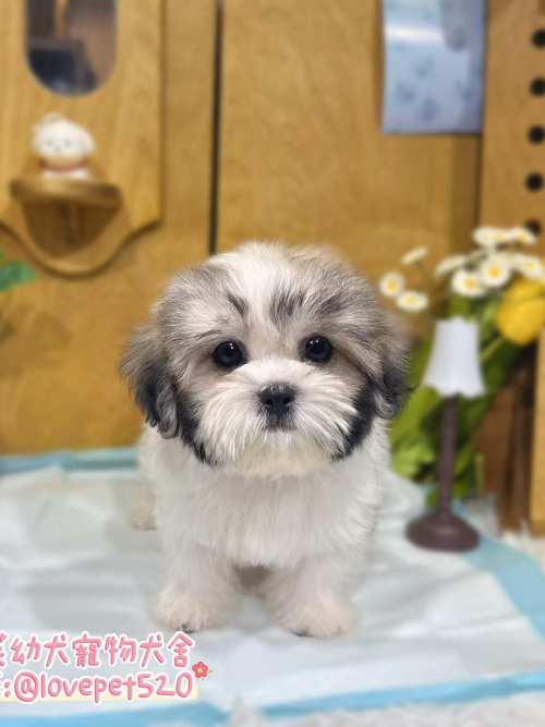 西施犬-樂芙幼犬寵物犬舍-台中犬舍,合法犬舍,犬舍推薦,推薦犬舍,買狗推薦,專業犬舍,優良犬舍