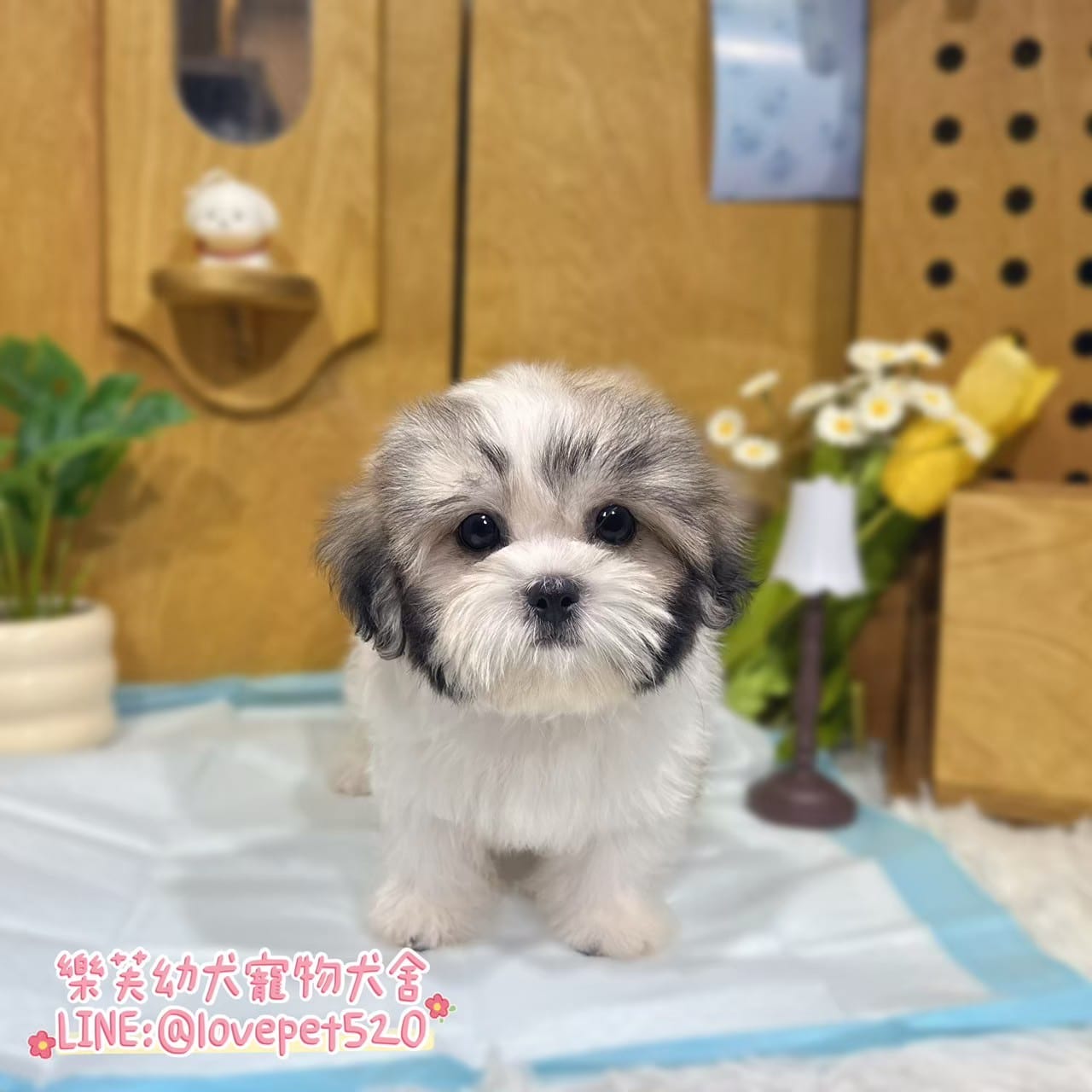 西施犬-樂芙幼犬寵物犬舍-台中犬舍,合法犬舍,犬舍推薦,推薦犬舍,買狗推薦,專業犬舍,優良犬舍