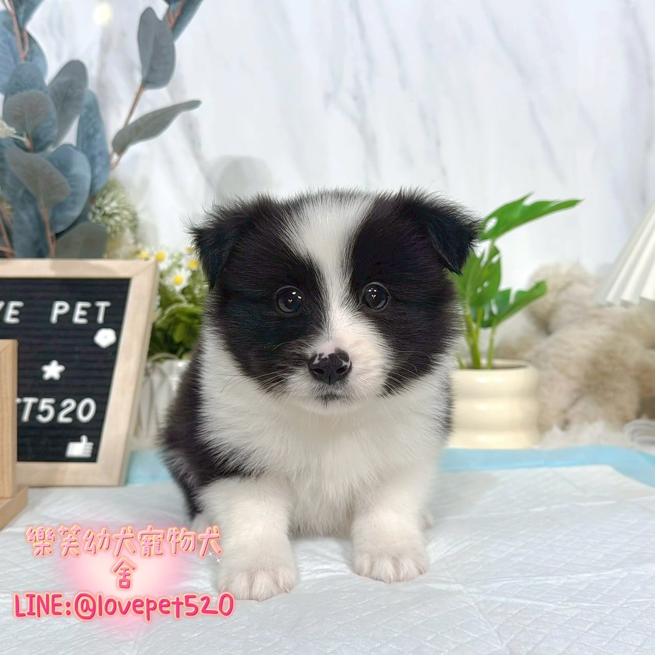 邊境牧羊犬-樂芙幼犬寵物犬舍
