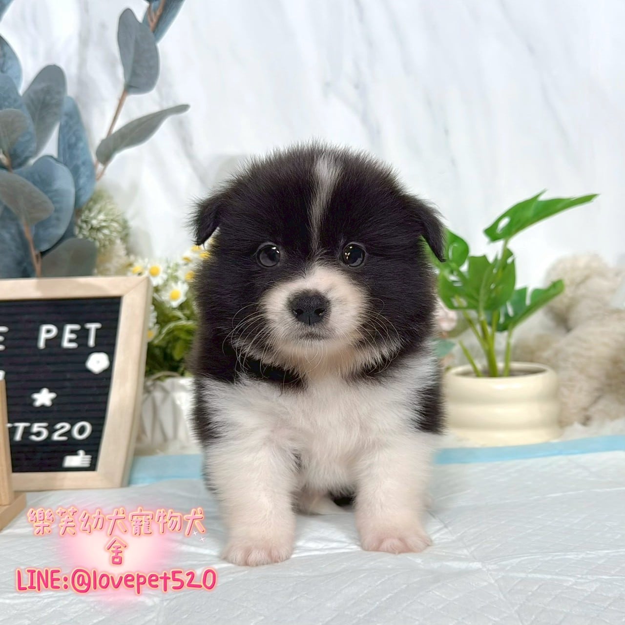 邊境牧羊犬-樂芙幼犬寵物犬舍