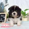 邊境牧羊犬-樂芙幼犬寵物犬舍