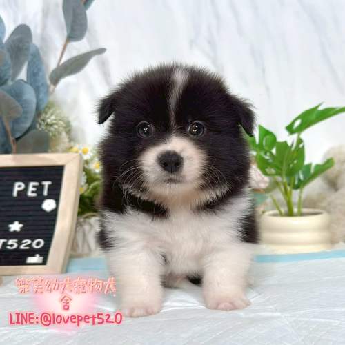 邊境牧羊犬幼犬-樂芙犬舍