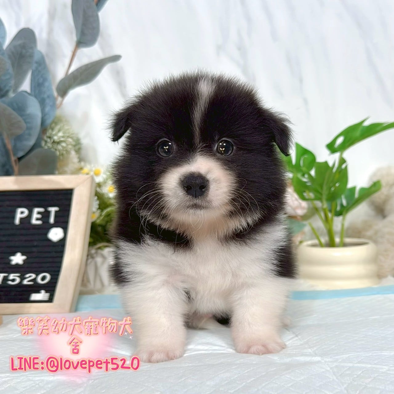 邊境牧羊犬-樂芙幼犬寵物犬舍