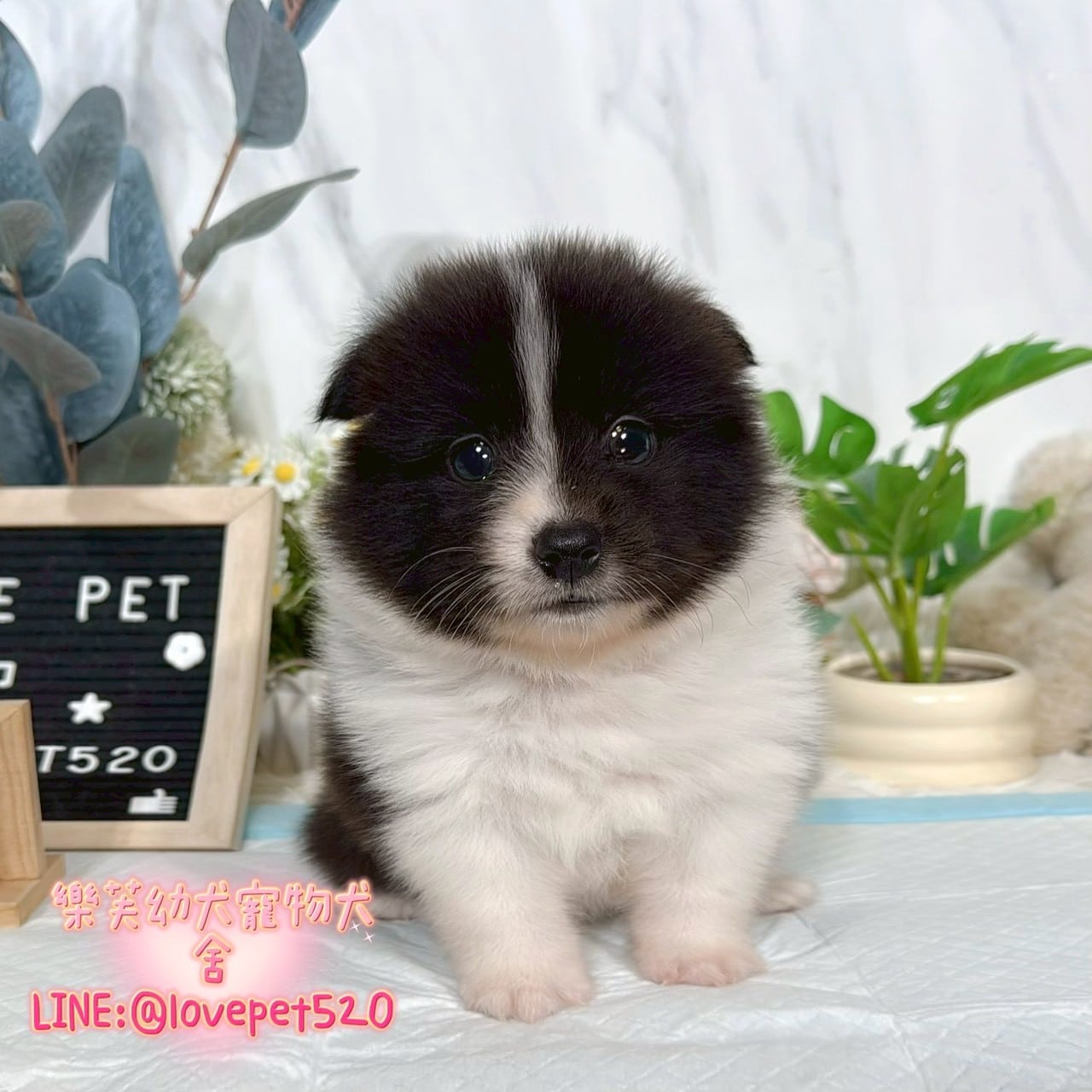 邊境牧羊犬-樂芙幼犬寵物犬舍