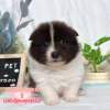 邊境牧羊犬-樂芙幼犬寵物犬舍