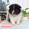 邊境牧羊犬-樂芙幼犬寵物犬舍