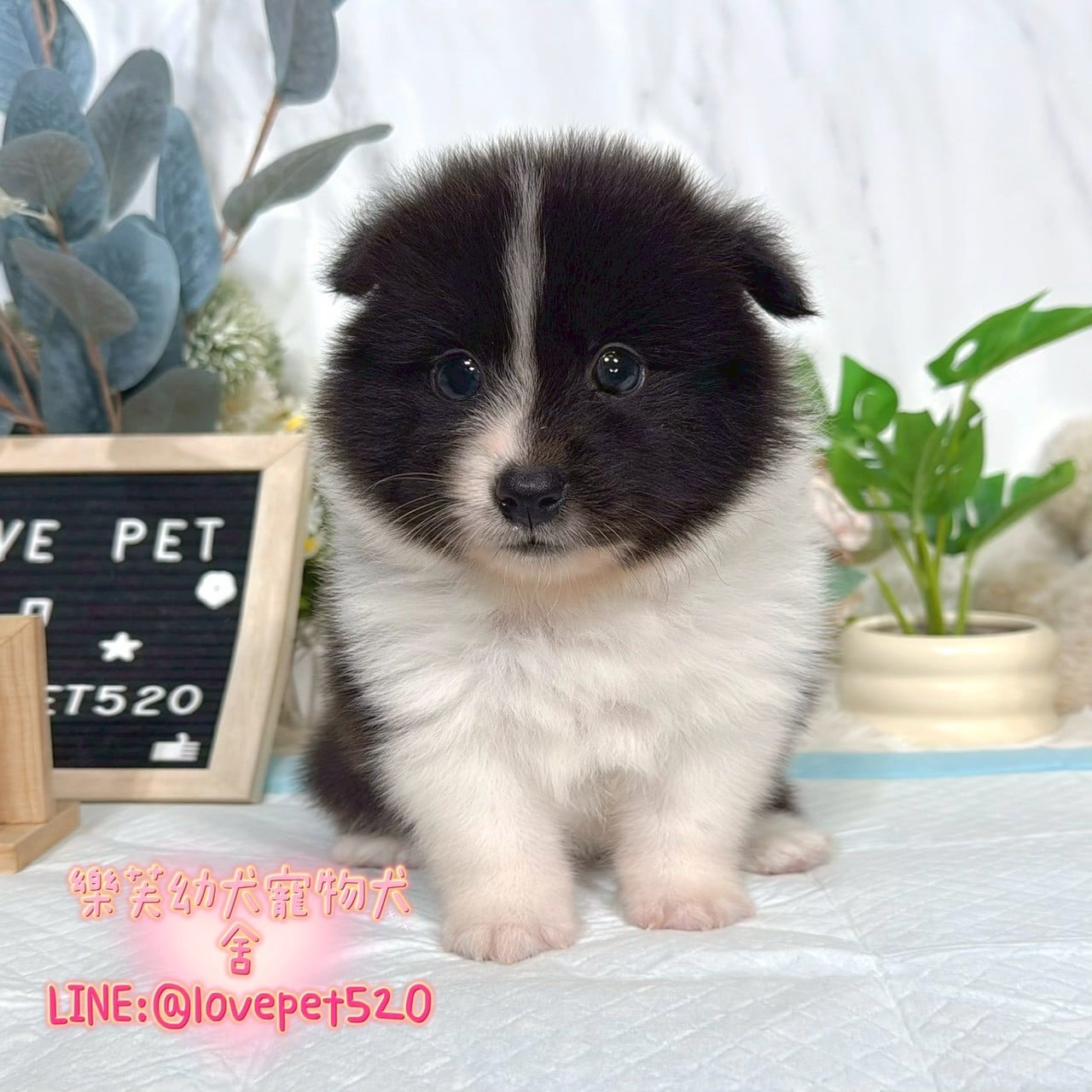 邊境牧羊犬-樂芙幼犬寵物犬舍