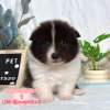 邊境牧羊犬-樂芙幼犬寵物犬舍