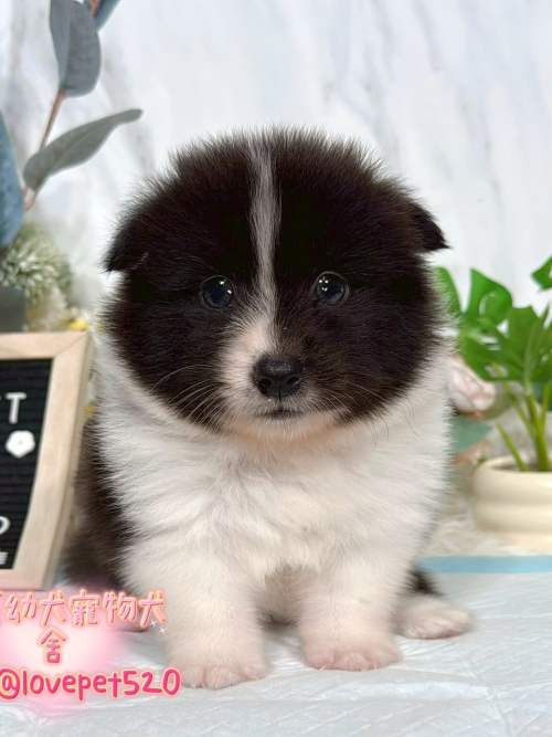 邊境牧羊犬-樂芙幼犬寵物犬舍