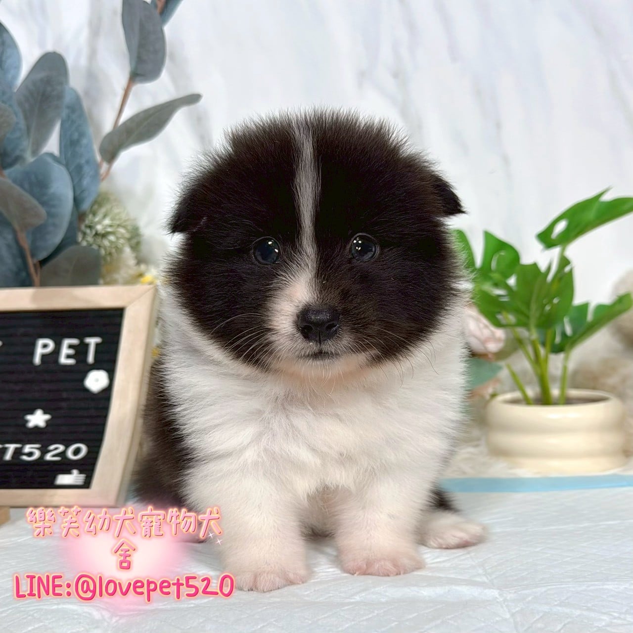 邊境牧羊犬-樂芙幼犬寵物犬舍