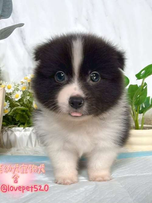 邊境牧羊犬-樂芙幼犬寵物犬舍