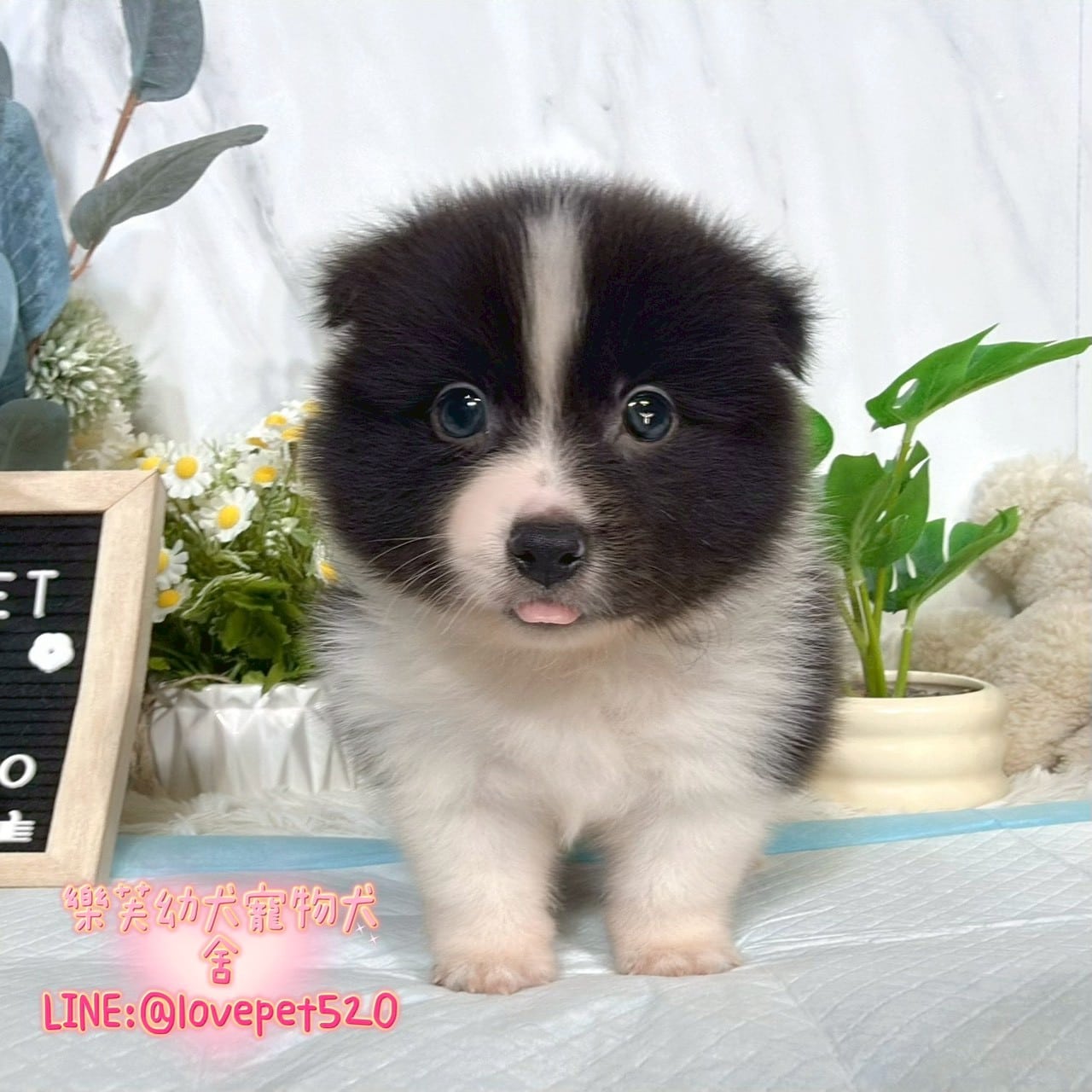 邊境牧羊犬-樂芙幼犬寵物犬舍
