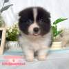 邊境牧羊犬-樂芙幼犬寵物犬舍