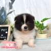 邊境牧羊犬-樂芙幼犬寵物犬舍