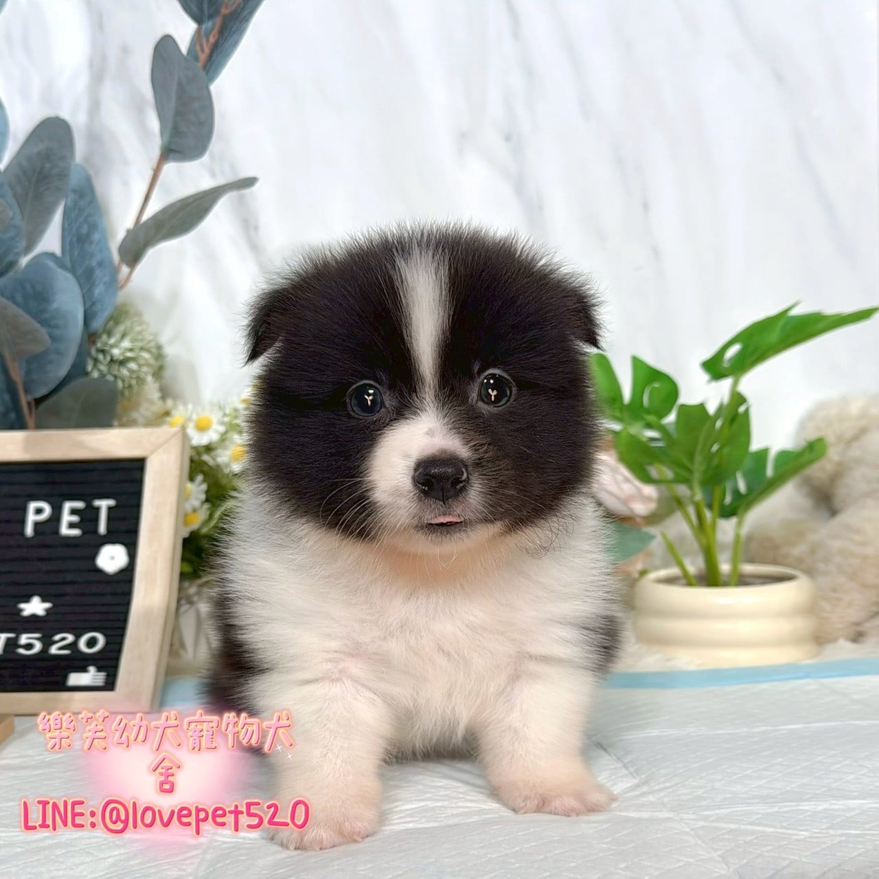 邊境牧羊犬-樂芙幼犬寵物犬舍
