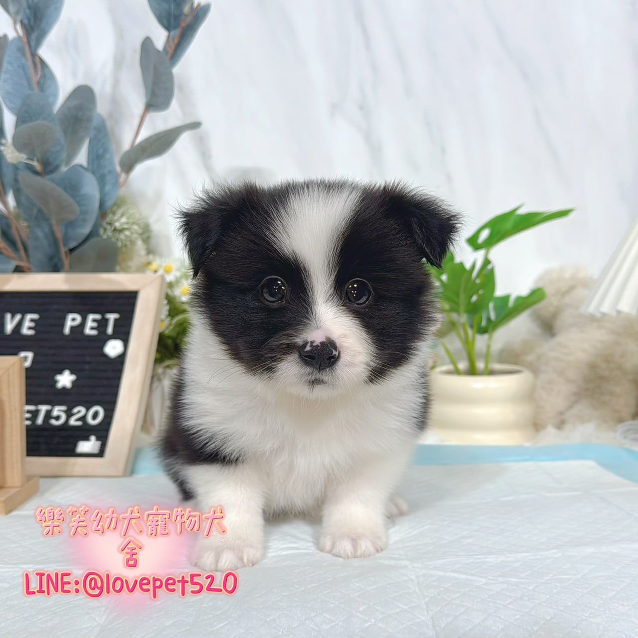 邊境牧羊犬-樂芙幼犬寵物犬舍