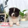 邊境牧羊犬-樂芙幼犬寵物犬舍