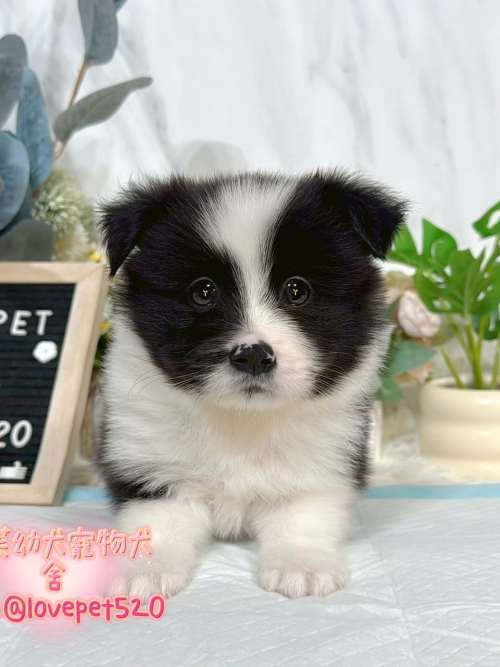 邊境牧羊犬-樂芙幼犬寵物犬舍