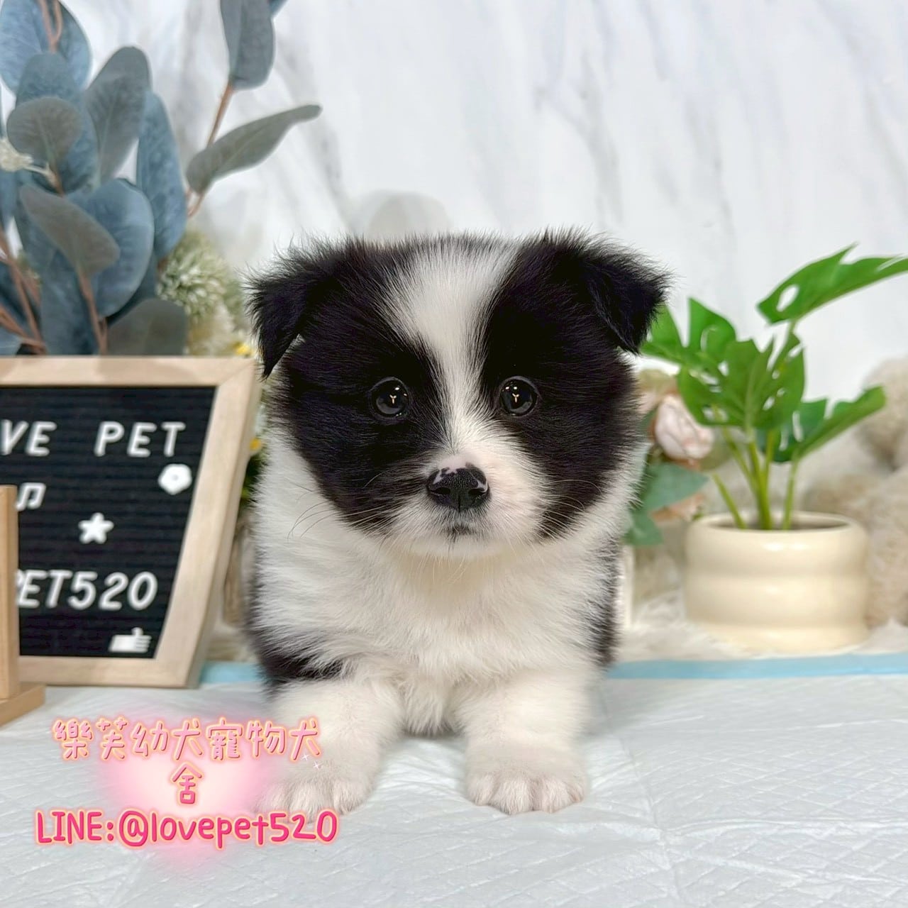 邊境牧羊犬-樂芙幼犬寵物犬舍