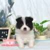邊境牧羊犬-樂芙幼犬寵物犬舍