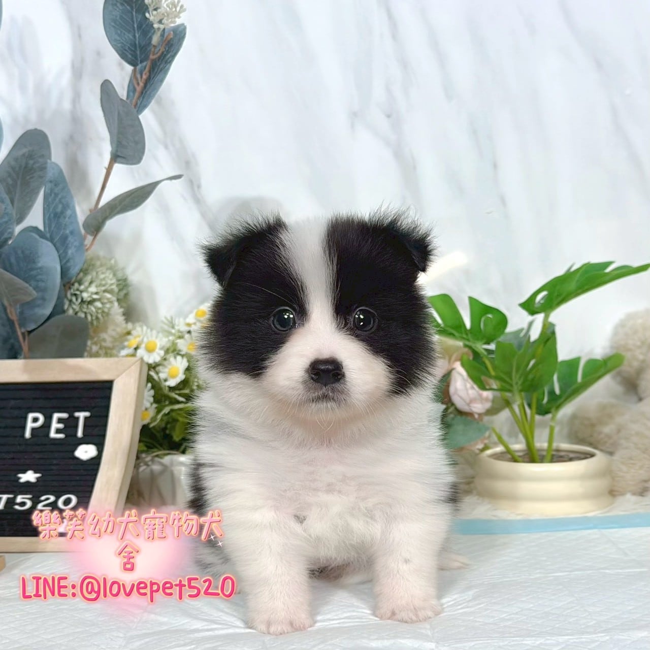 邊境牧羊犬-樂芙幼犬寵物犬舍