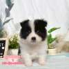 邊境牧羊犬-樂芙幼犬寵物犬舍