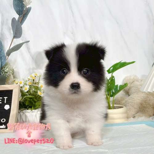 邊境牧羊犬幼犬-樂芙犬舍