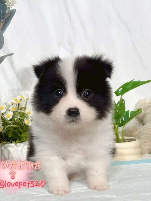 邊境牧羊犬-樂芙幼犬寵物犬舍