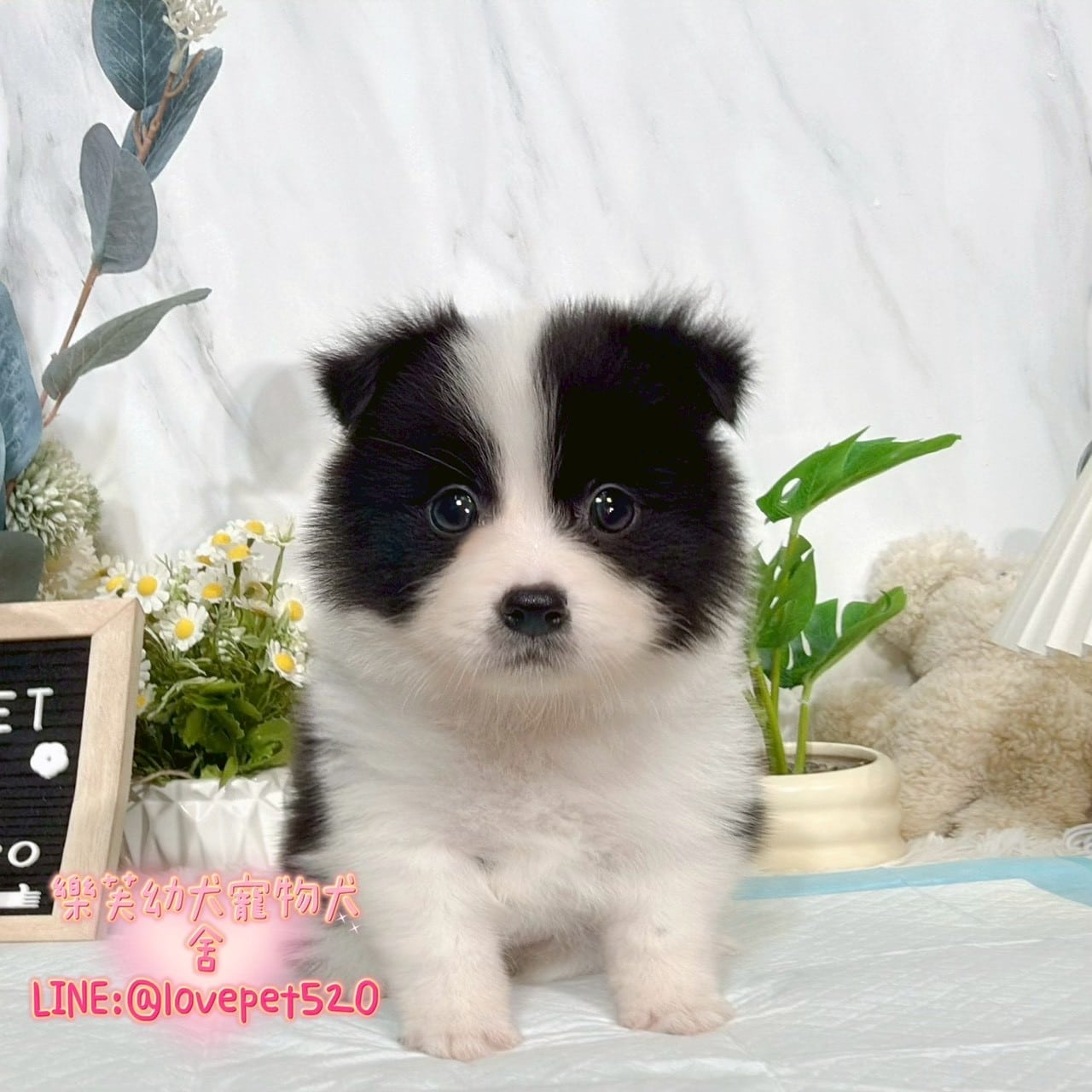 邊境牧羊犬-樂芙幼犬寵物犬舍