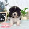 邊境牧羊犬-樂芙幼犬寵物犬舍
