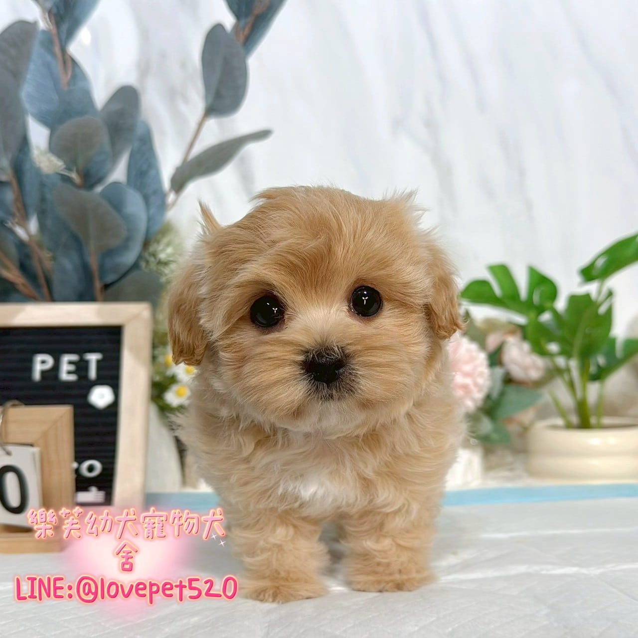 馬爾泰迪-樂芙幼犬寵物犬舍