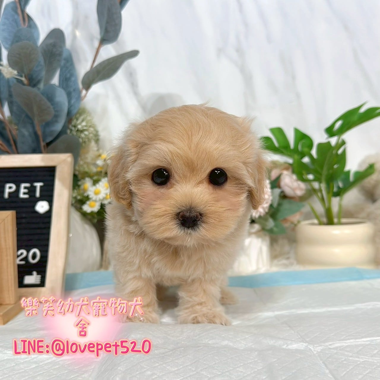 馬爾泰迪-樂芙幼犬寵物犬舍