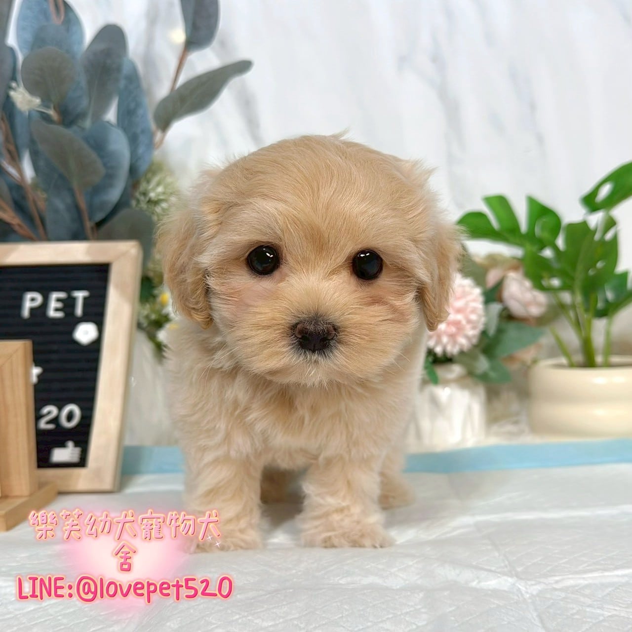 馬爾泰迪-樂芙幼犬寵物犬舍