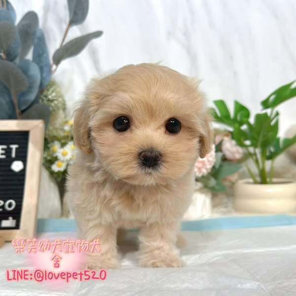 馬爾泰迪-樂芙幼犬寵物犬舍-台中犬舍,合法犬舍,犬舍推薦,幼犬買賣,買狗推薦