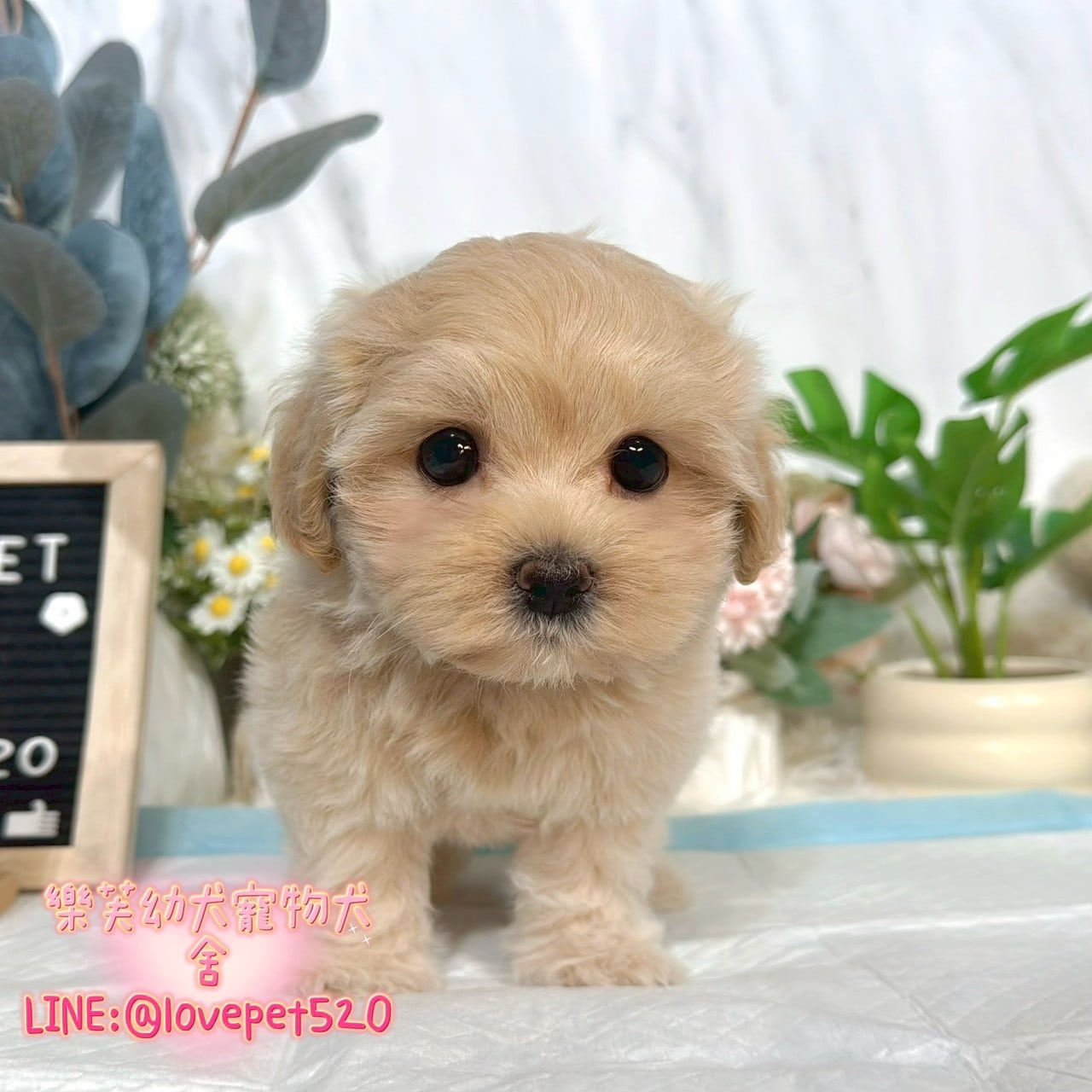馬爾泰迪-樂芙幼犬寵物犬舍
