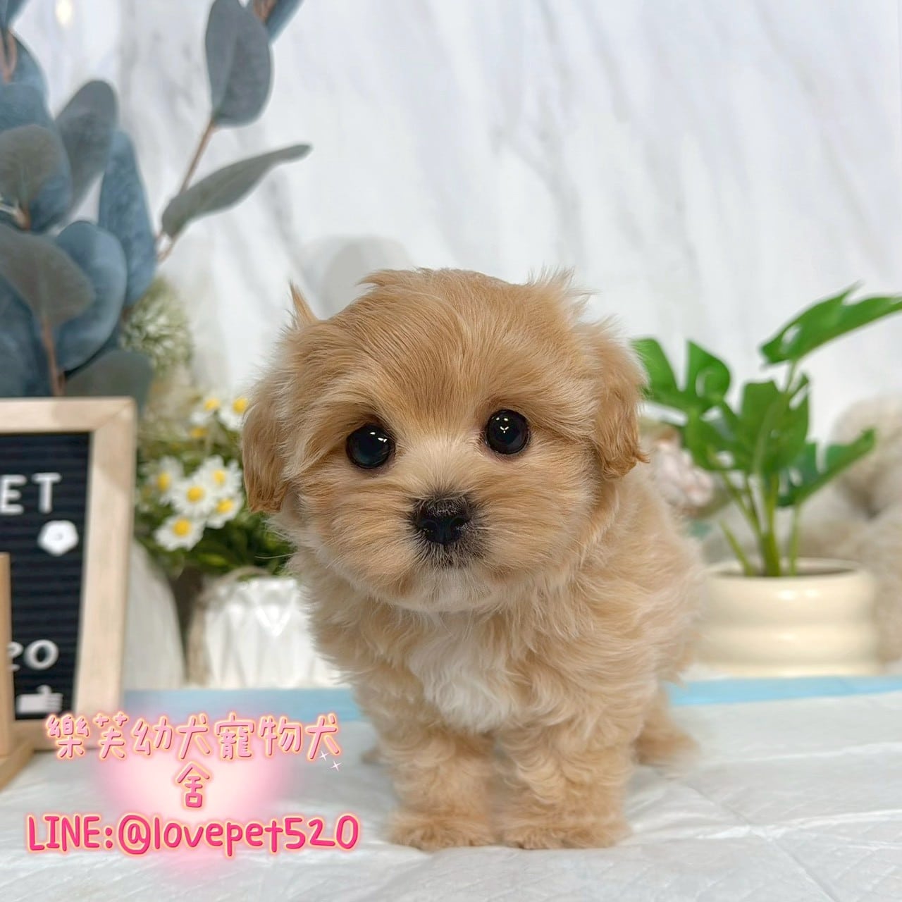 馬爾泰迪-樂芙幼犬寵物犬舍