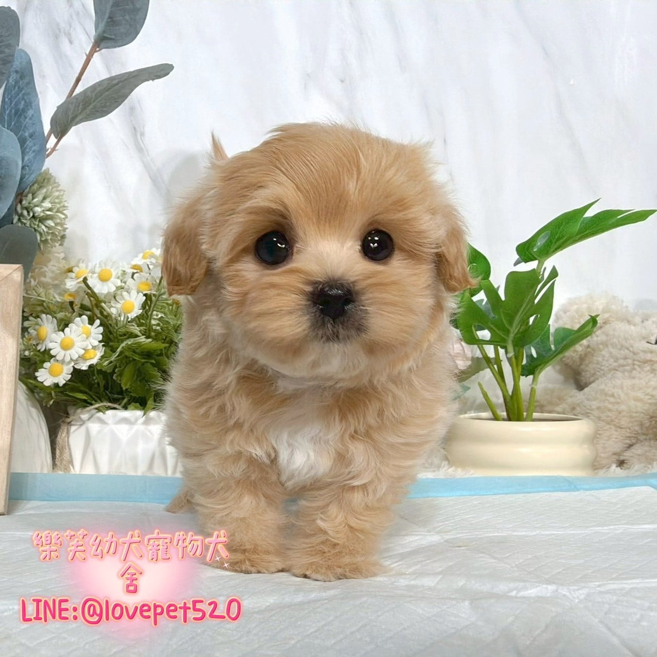 馬爾泰迪-樂芙幼犬寵物犬舍