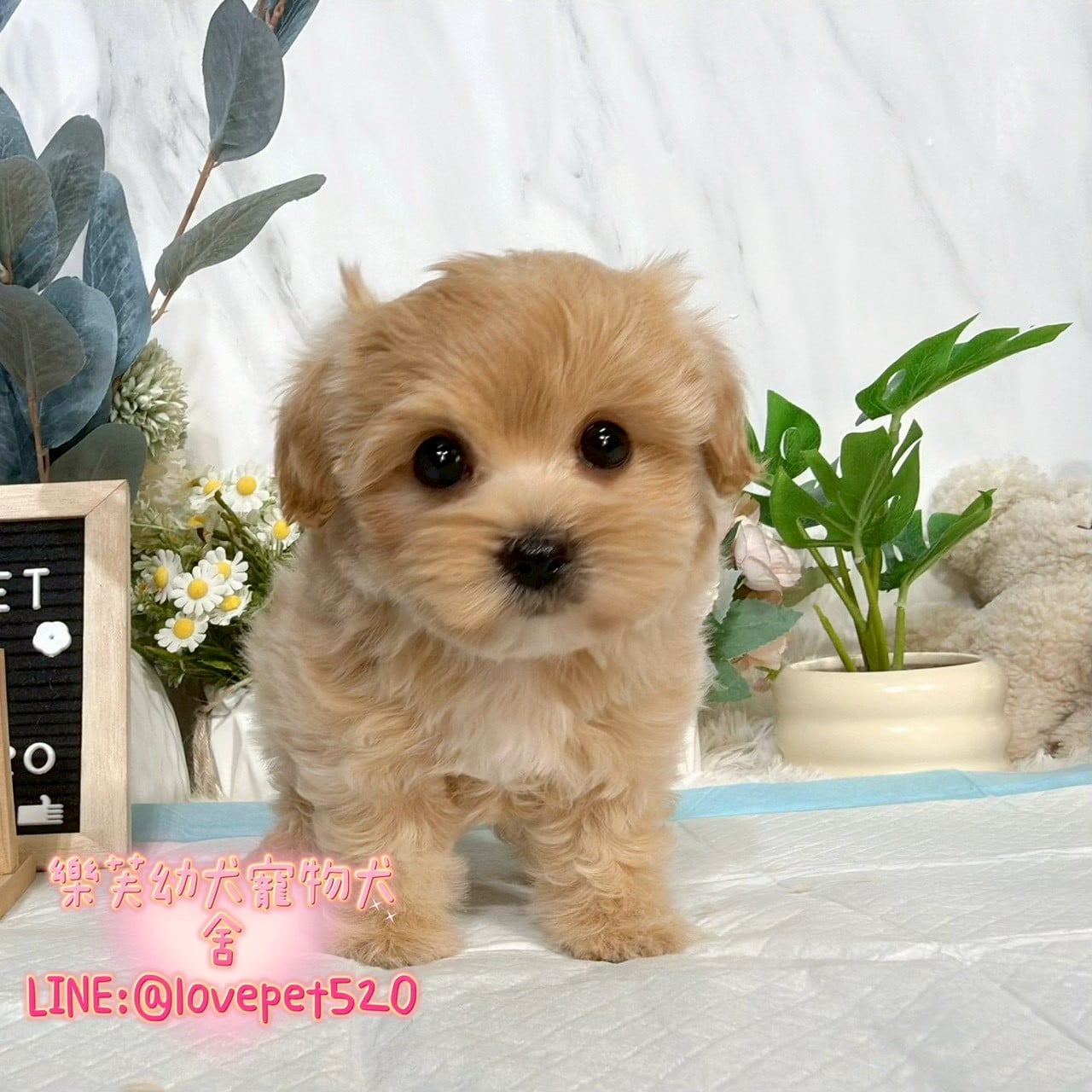 馬爾泰迪-樂芙幼犬寵物犬舍