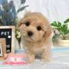 馬爾泰迪-樂芙幼犬寵物犬舍