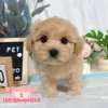 馬爾泰迪-樂芙幼犬寵物犬舍