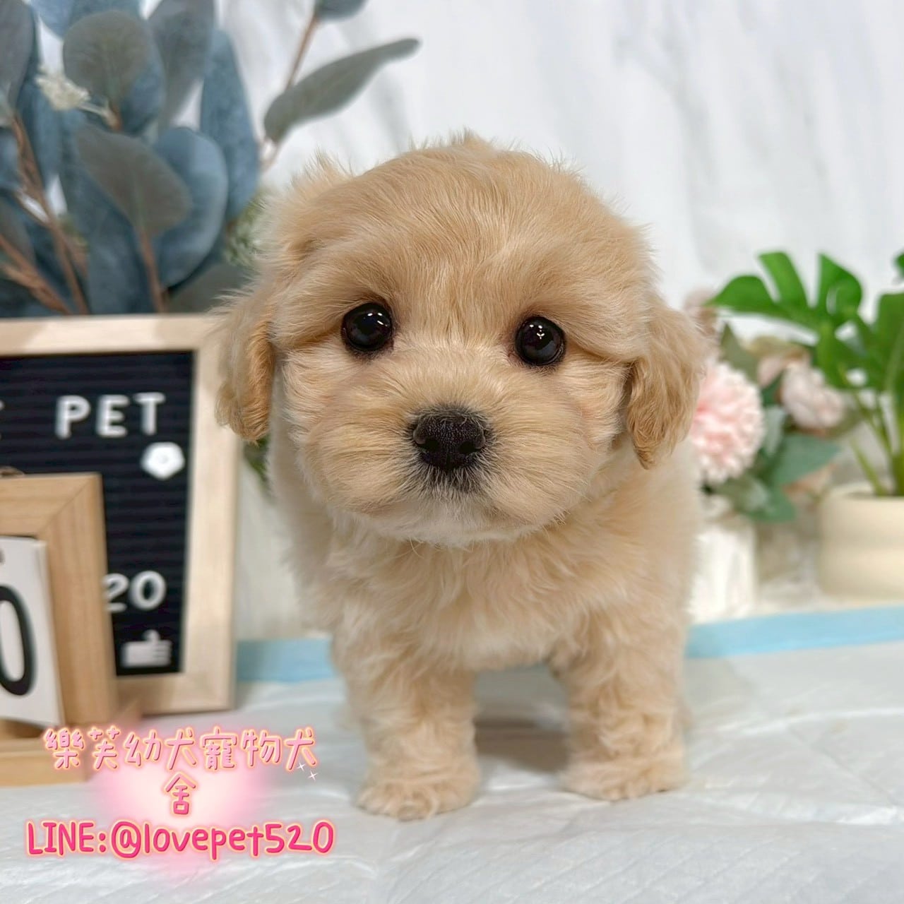 馬爾泰迪-樂芙幼犬寵物犬舍